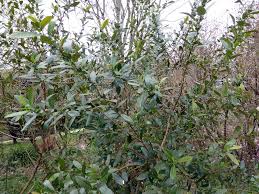 Azara uruguayensis EcuRed
