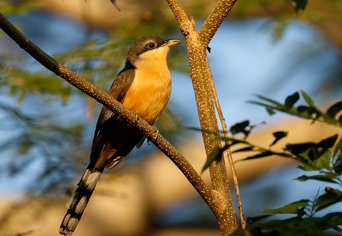Archivo:Breñejo cejudo.jpg