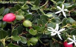 Ciruelo africano.jpg