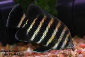 Tilapiacebra.jpg