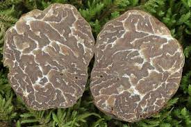 Archivo:Trufa blanca.jpg