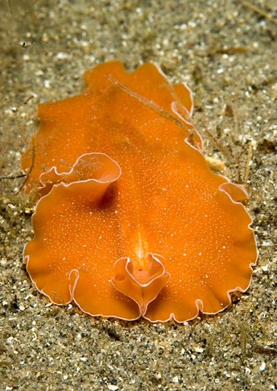 Archivo:Yungia aurantiaca.jpg