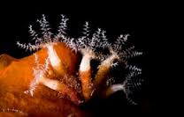 Archivo:A simbiontes.jpg