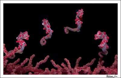 Archivo:Caballito de mar pigmeo.jpg