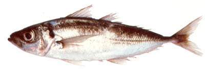 Archivo:Chicharro saltarín.jpg