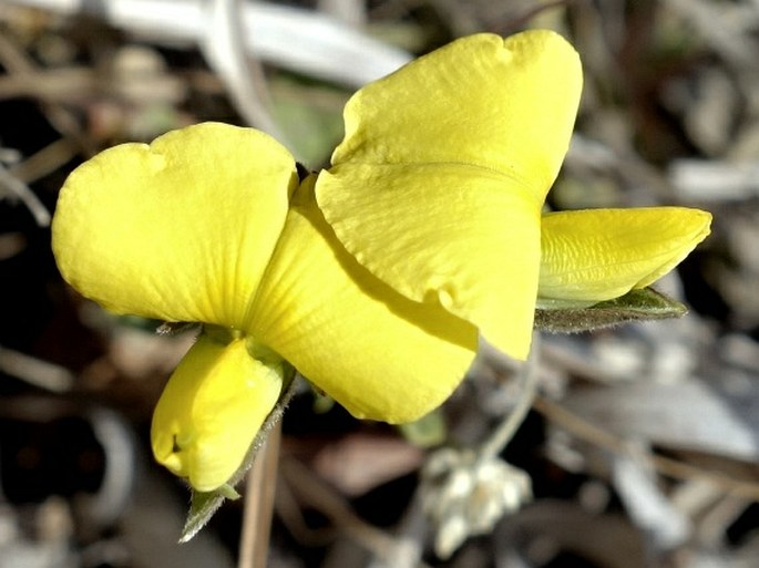 Archivo:Crotalaria alata 2.jpg