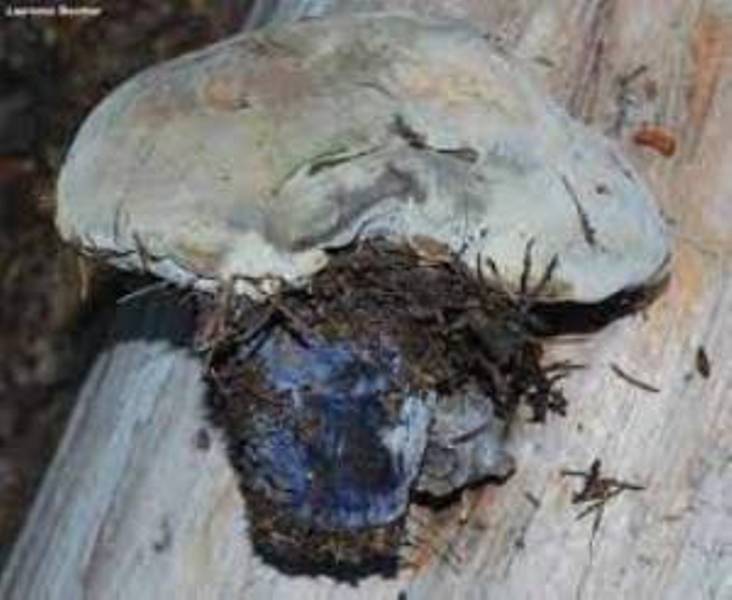 Archivo:HHydnellum suaveolenss.jpg