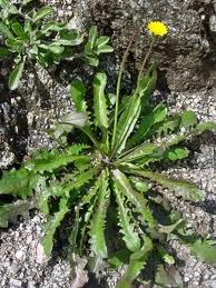 Archivo:Hypochaeris glabra.jpg