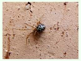 Steatoda triangulosa.jpg