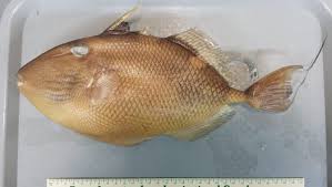 Abalistes filamentosus.jpg