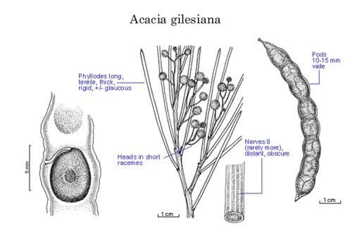 Archivo:Acacia gilesiana.jpg