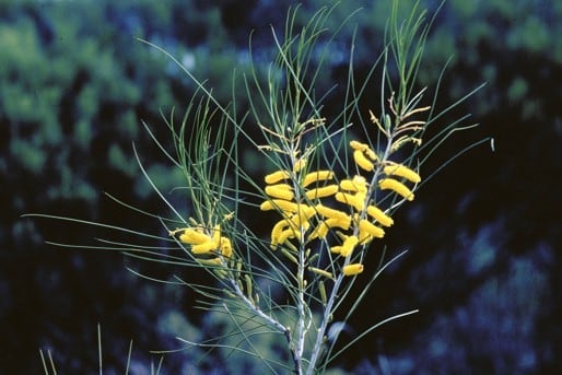 Archivo:Acacia longiphyllodinea 2.jpg
