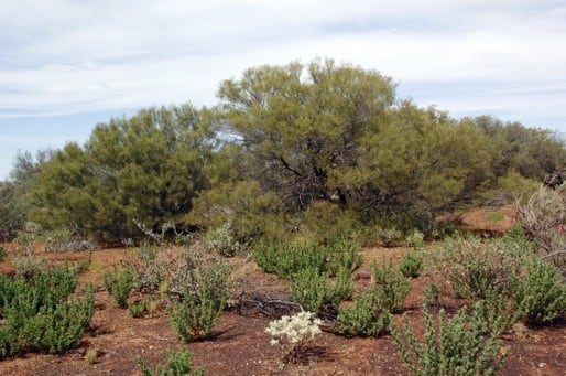 Archivo:Acacia macraneura 2.jpg