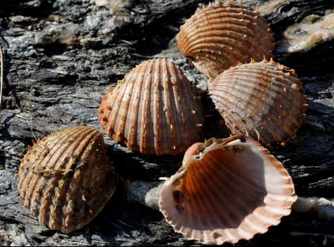 Archivo:Berberecho espinoso.png