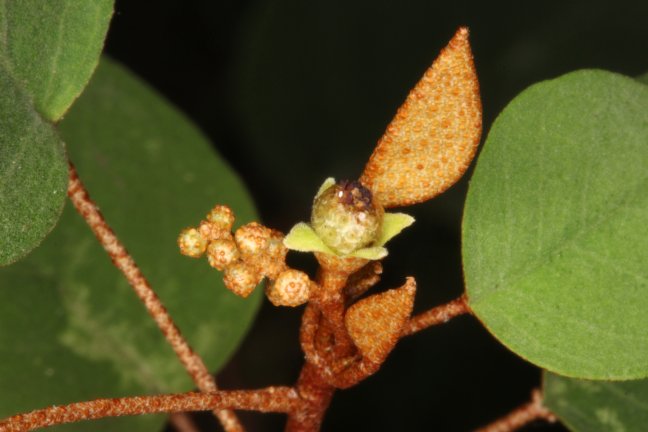 Archivo:Croton boinensis 1.jpg