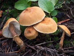 Cystoderma fallax.jpg