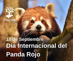 Día Internacional del Panda Rojo.jpg