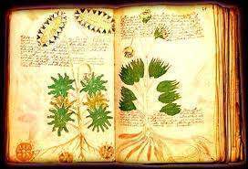 PManuscrito Voynich.jpg