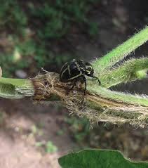 Picudo gris grande.jpg