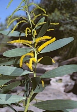 Archivo:Acacia lacertensis 3.jpg