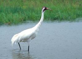 Archivo:Grulla trom 3.jpeg