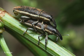 Lixus juncii Boheman, 1835-Taxonomy.jpg