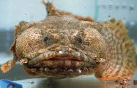 Archivo:Pez sapo1.jpeg