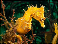 Transseahorse.png