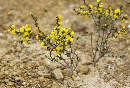 Archivo:Acacia chrysocephala 1.jpg
