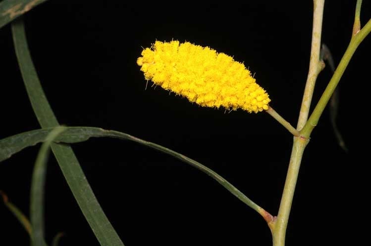 Archivo:Acacia lasiocalyx 4.jpg