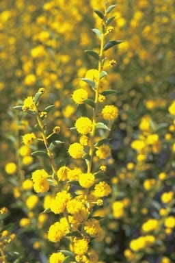 Archivo:Acacia latipes 1.jpg