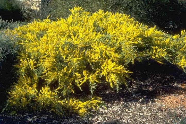 Archivo:Acacia lineata.jpg