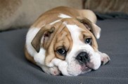 Bulldog-francespeque-a.jpg