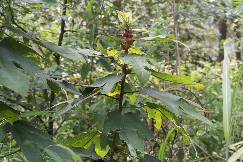 Archivo:Ficus esquiroliana 1.jpg