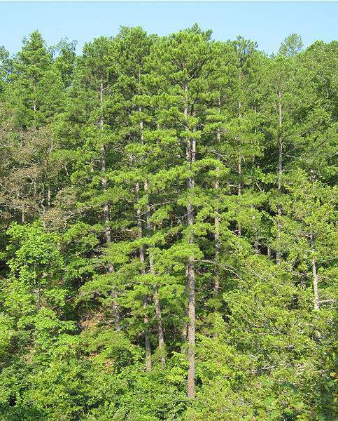 Archivo:Pinus echinata.jpg