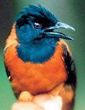 Pitohuí bicolor o Pitohuí con capucha, el ave que es venenosa  Pitohui_encapuchados