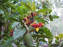 Pittosporum revolutum.jpg