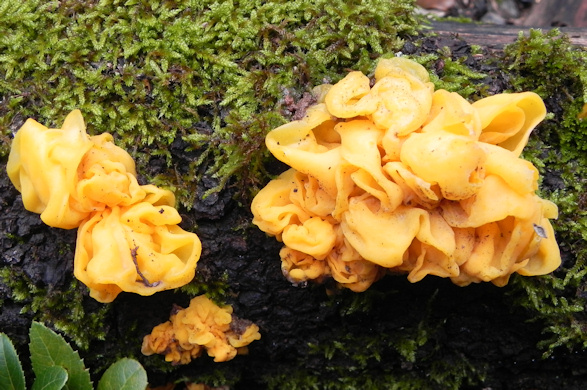 Archivo:Tremella aurantia.jpg