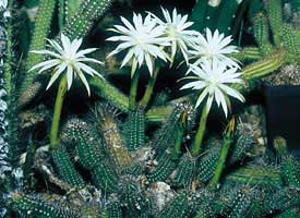 Archivo:275x200 arthroc glaziov 02.jpg