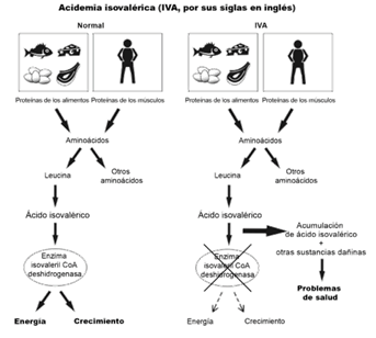 Archivo:Acidemia isovalerica.png