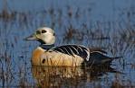 Eider de Steller.jpeg