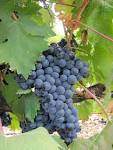 Uva tempranillo.jpg