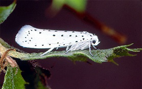 ARAÑUELO DEL MANZANO.jpg