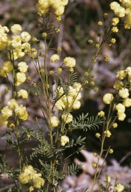 Archivo:Acacia insolita 2.jpg