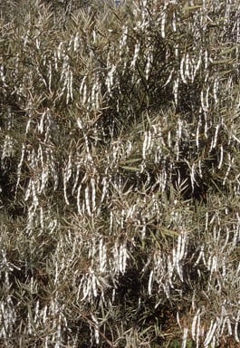 Archivo:Acacia iteaphylla 6.jpg