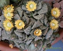 Archivo:Floracion del titanopsis cal.jpeg