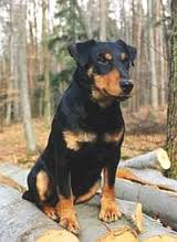 Terrier Cazador Aleman.jpeg