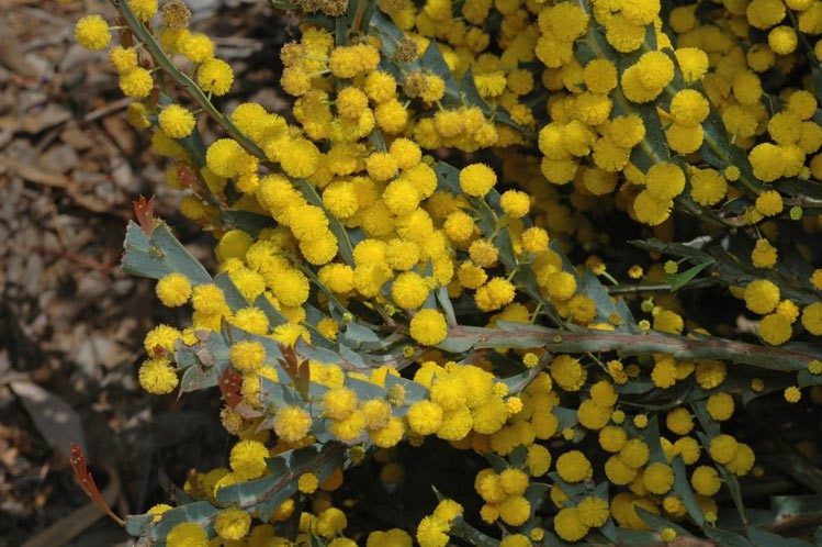 Archivo:Acacia glaucoptera 2.jpg