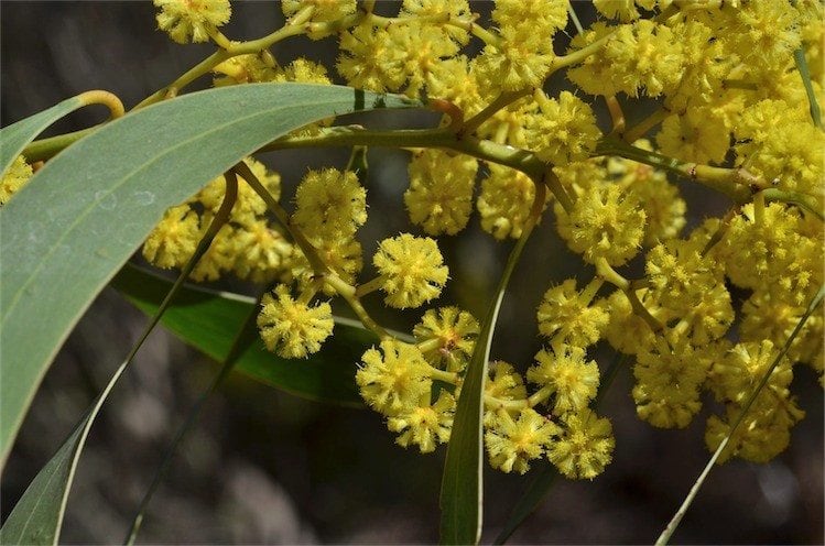 Archivo:Acacia leiophylla 3.jpg