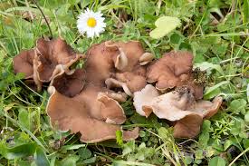 Disciotis venosa.jpg